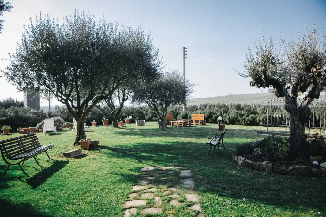 Der Garten mit Olivenbäumen und Bänken für die Gäste
