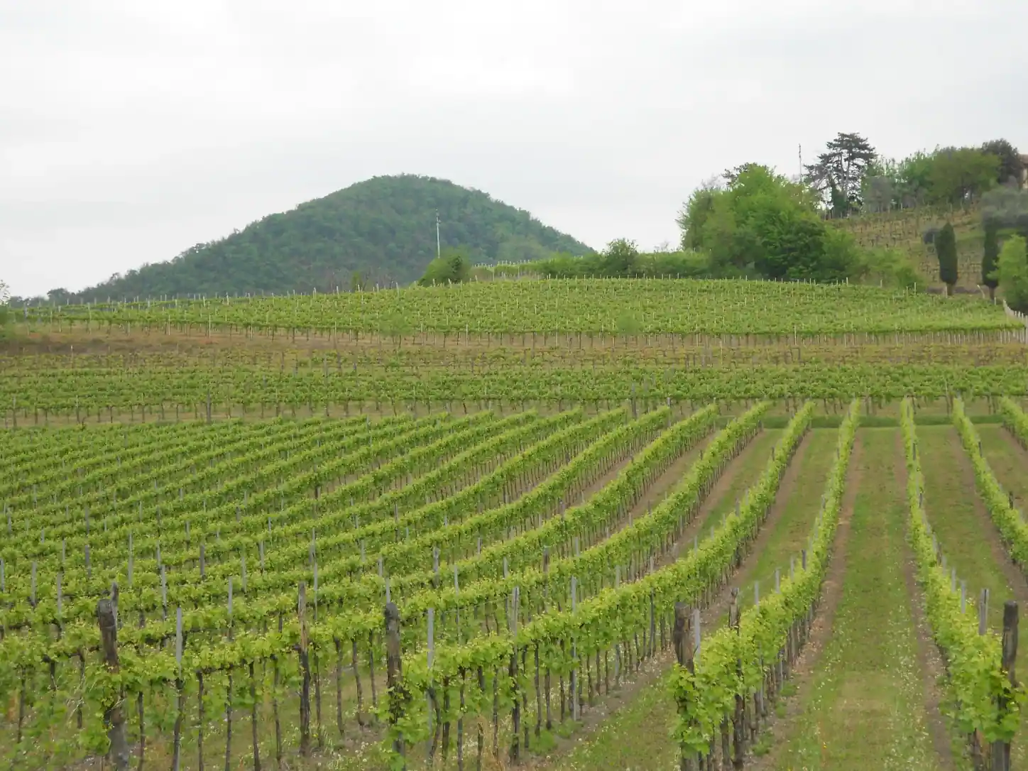 Vigneto in primavera ai piedi di un colle vulcanico dei Colli Euganei