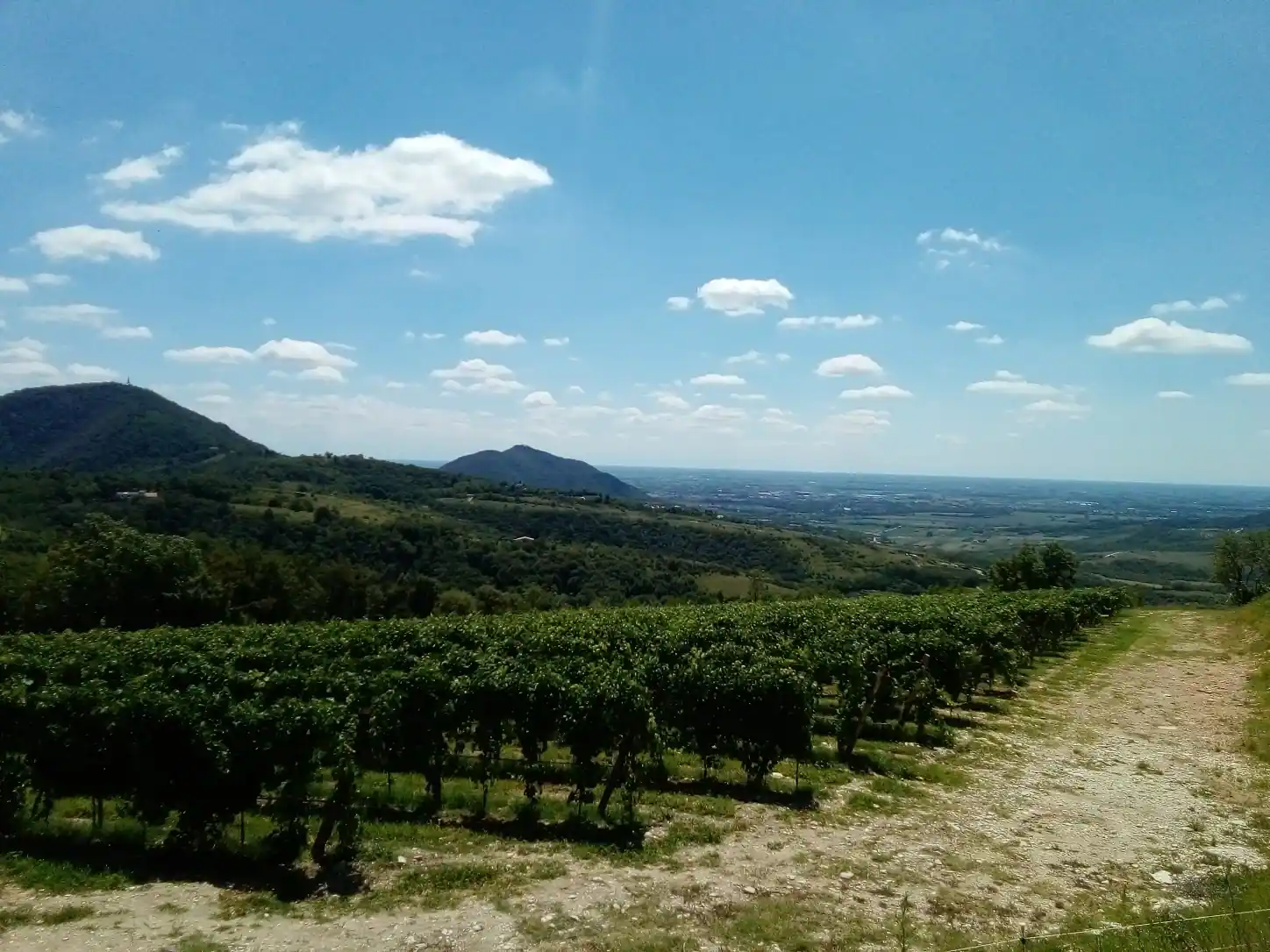 Vineyards on the slopes of the Euganean Hills, with the Venetian plain in the background
